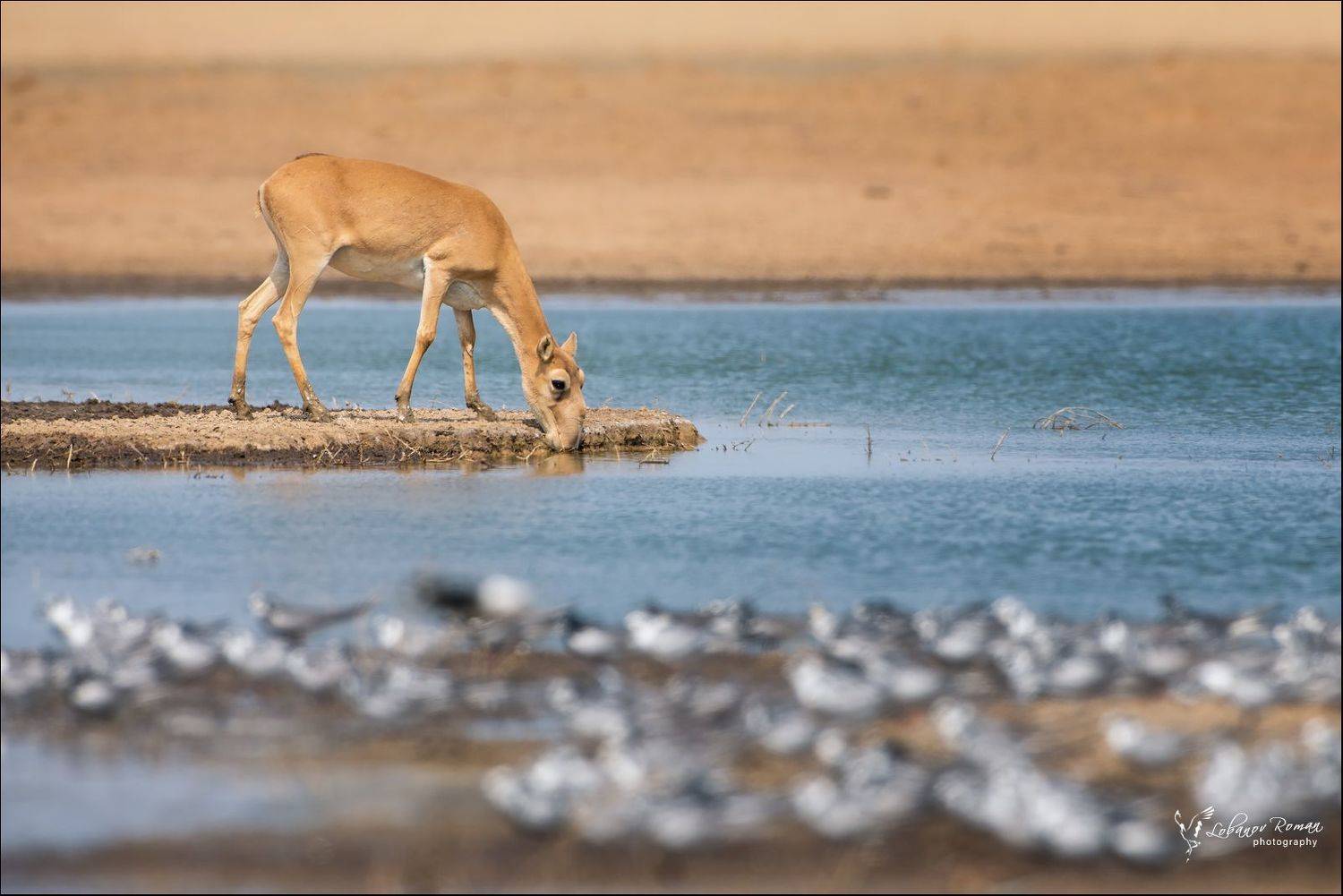 , Лобанов Роман