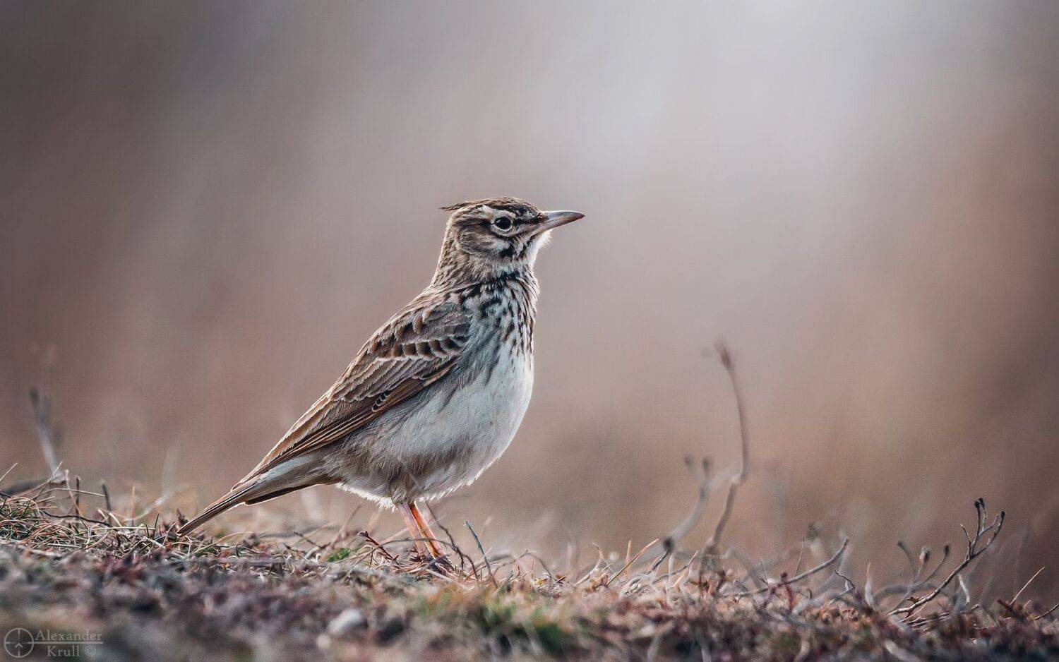 жаворонок, Александр Круль