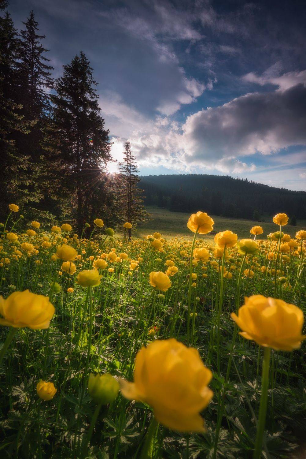 , Mariyana Atanasova - Lucero