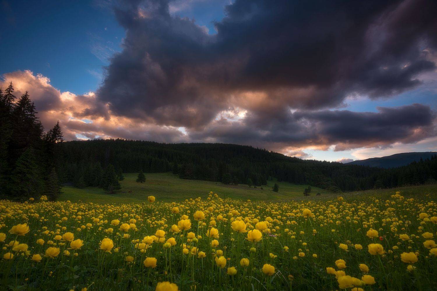 , Mariyana Atanasova - Lucero
