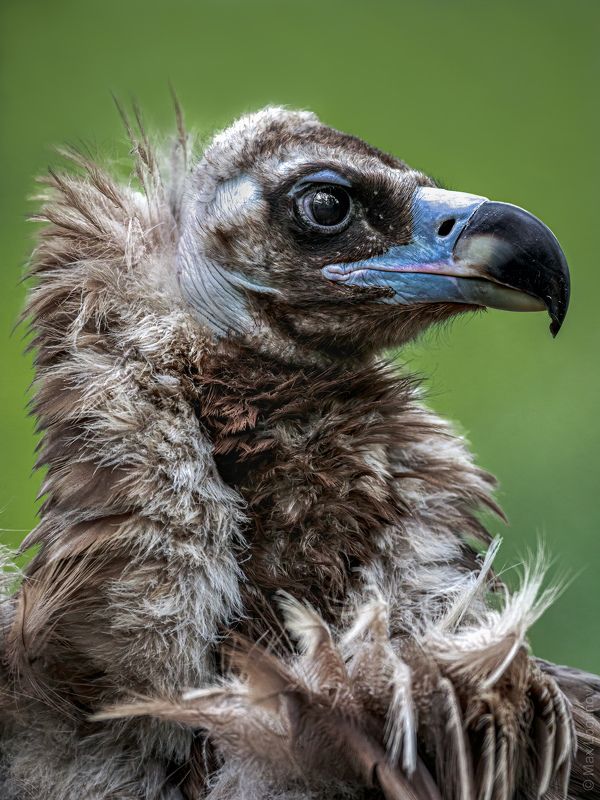 Чёрный гриф фото превью