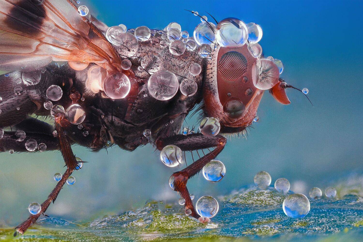 ceclii, macro, Tsvetan Ganev