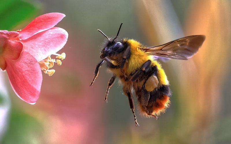 熊蜂采蜜 фото превью