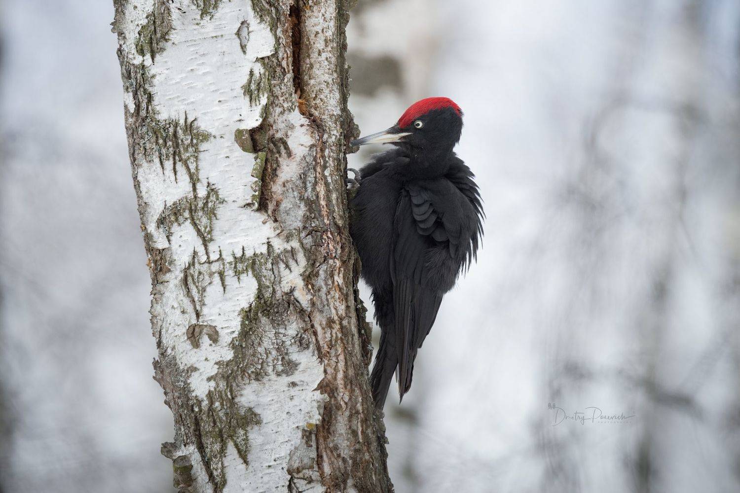 природа, лес, поля, огороды, животные, птицы, макро, Посевич Дмитрий