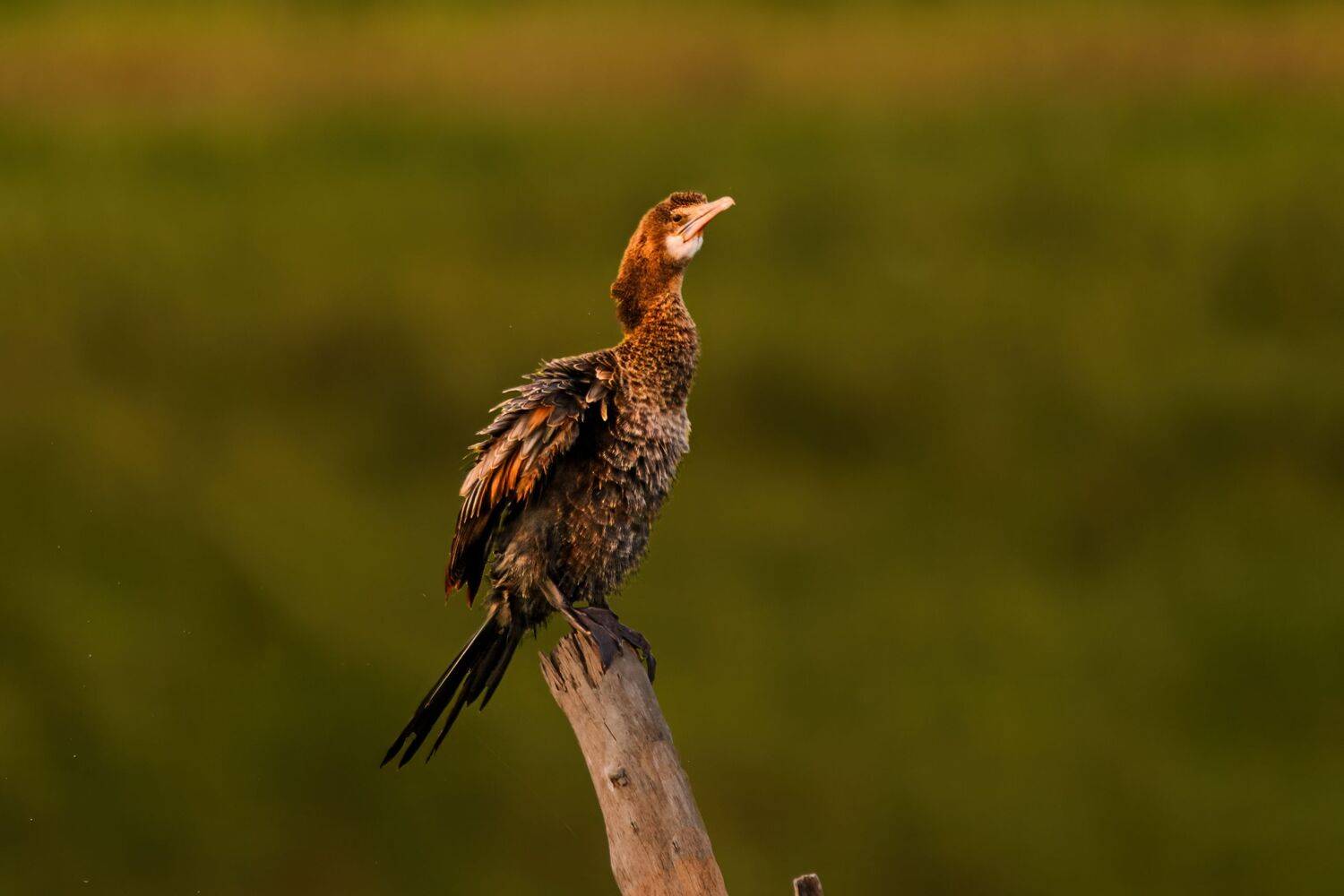 duck, bird, birds, wild, wings, beauty, nature, swan, feather, spread, little cormorant,animal,animals,nikon, G N RAJA