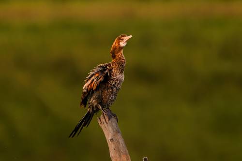 Indian Cormorant