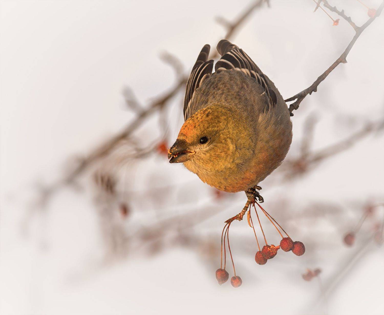 птица, щур, зима, дичка,, Марина Мочалова