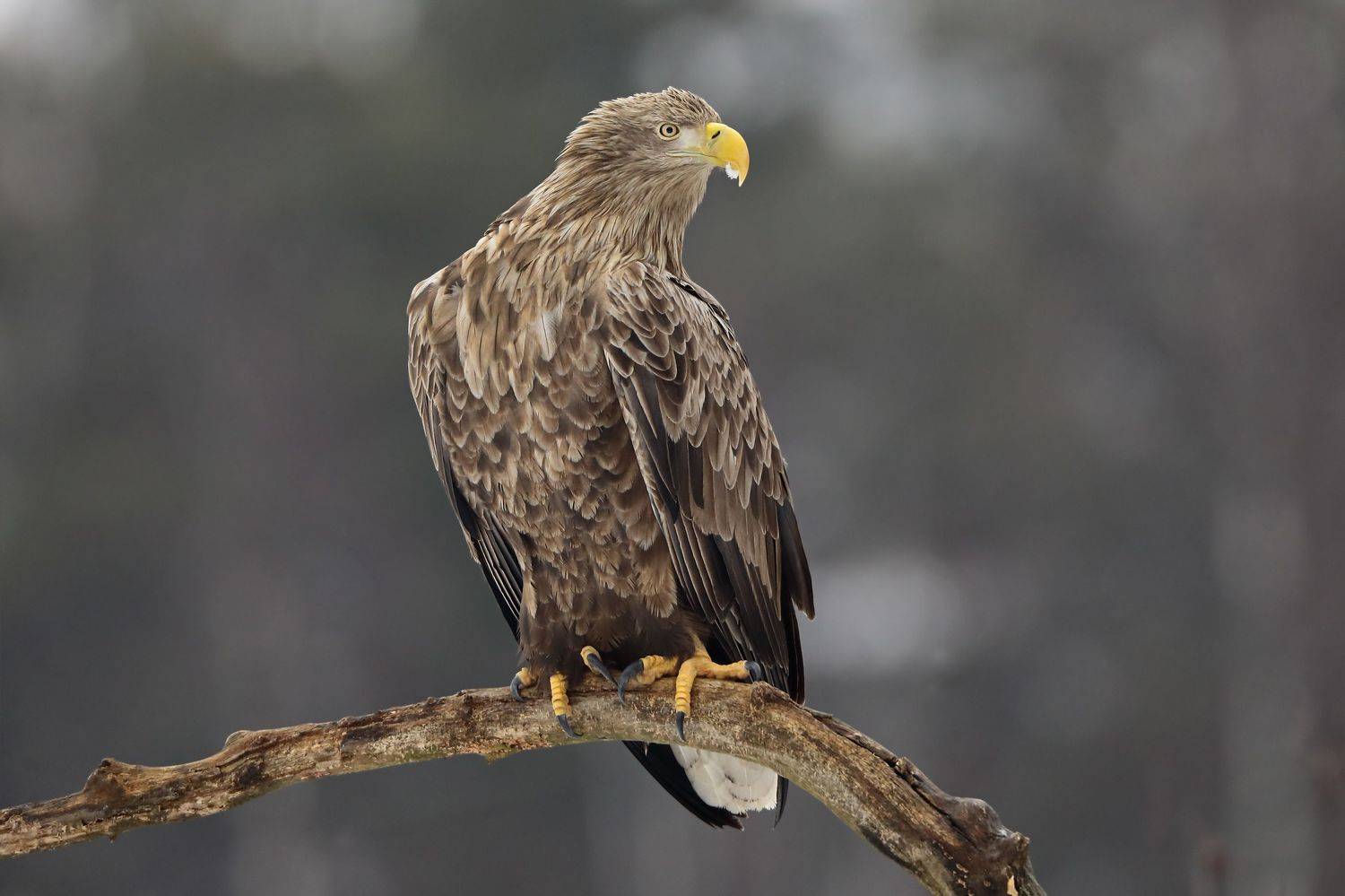 белохвостый орлан., Александр Гусар