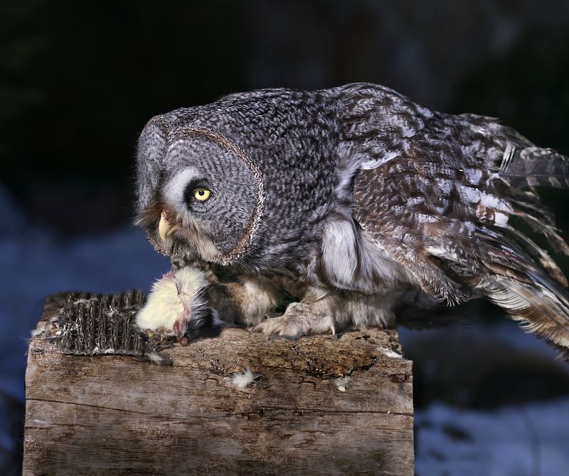 неясыть бородатая Неясыть бородатая фото превью