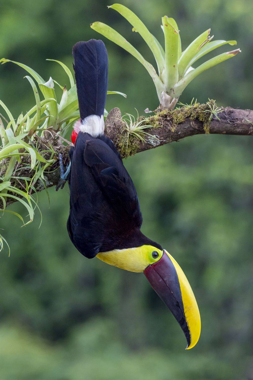 , Fernando Burgalin Sequeira