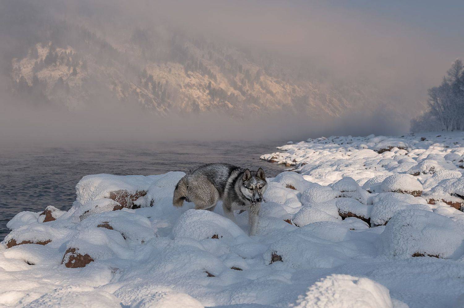 берега,  сибирь, лед, иней, собака, Марина Фомина