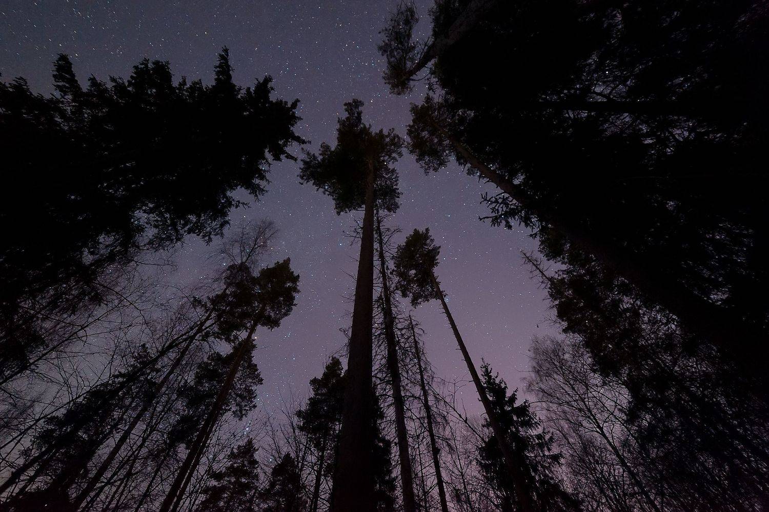 , Виталий Стрельцов