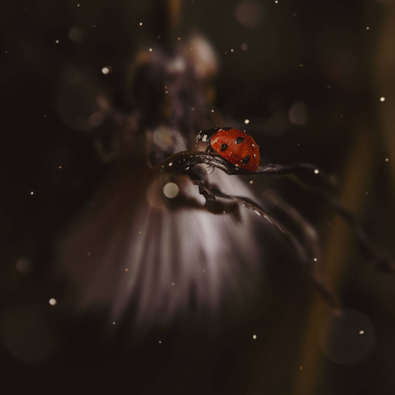 макро, природа, насекомые, Smirnova Olga