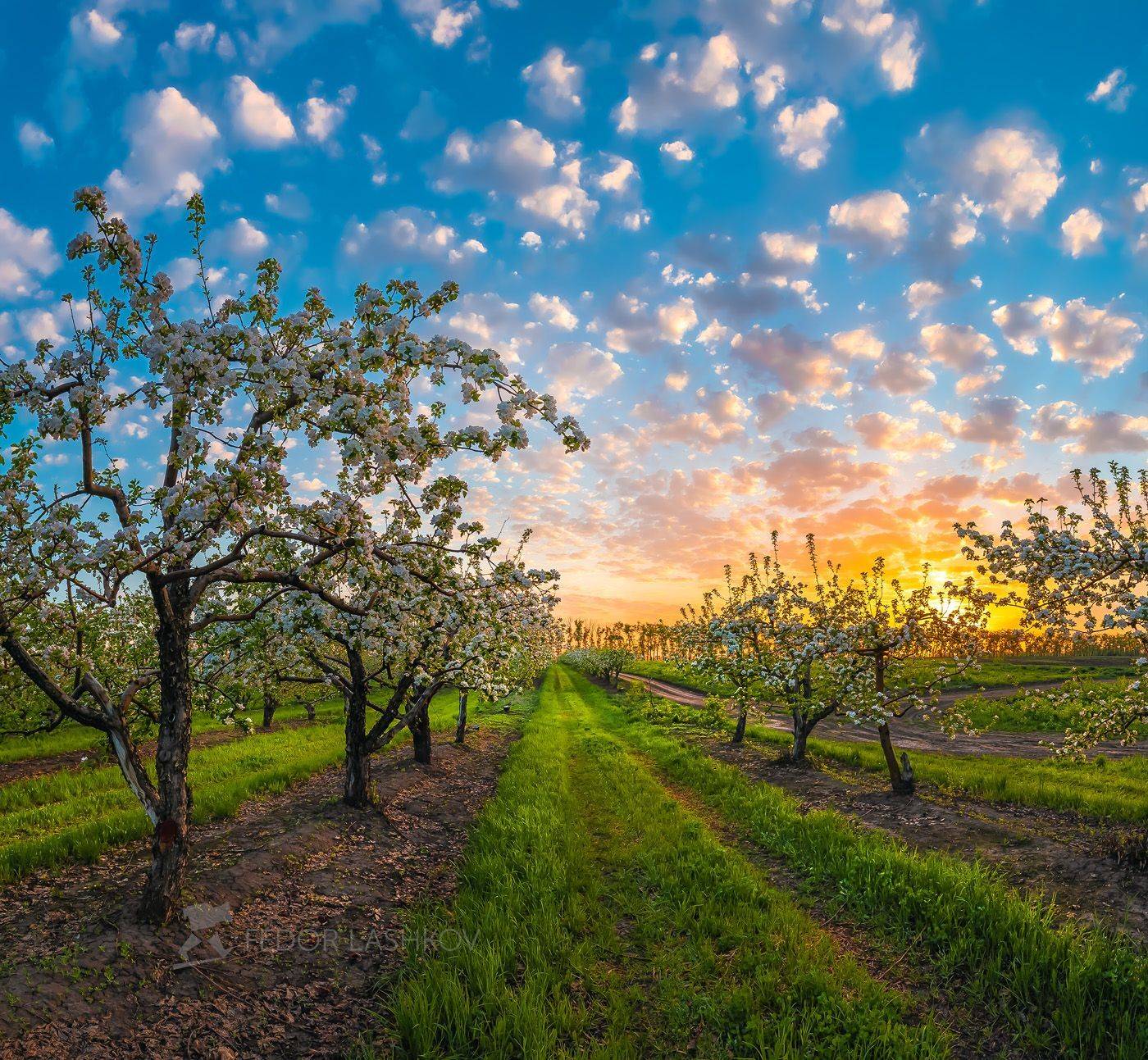 лебедянский район, липецкая область, сад, цветение, фруктовый сад, рассвет, облака, яблони, яблоня, деревья, агроном, садовое, сельское хозяйство, весна, весенний, яблони цвет, трава, зелёный,, Лашков Фёдор