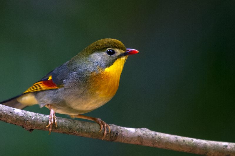 红嘴相思鸟（学名：Leiothrix lutea） фото превью