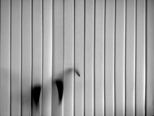 Shadow