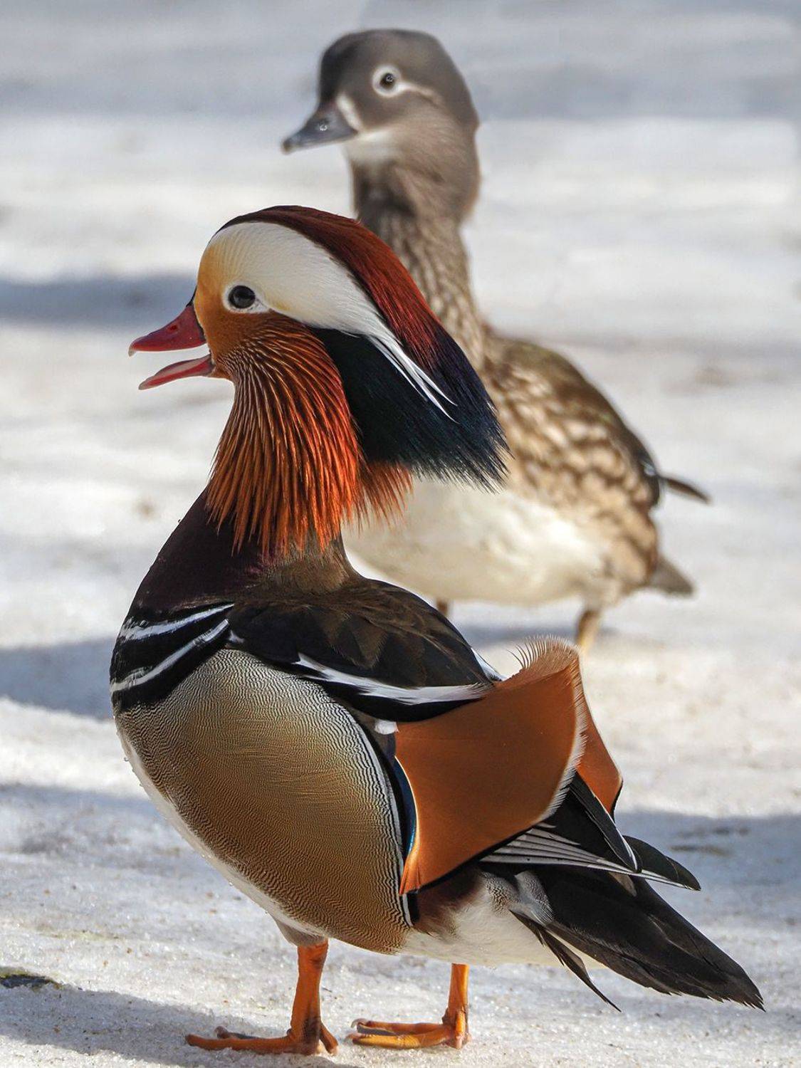 , Сергей Духанин