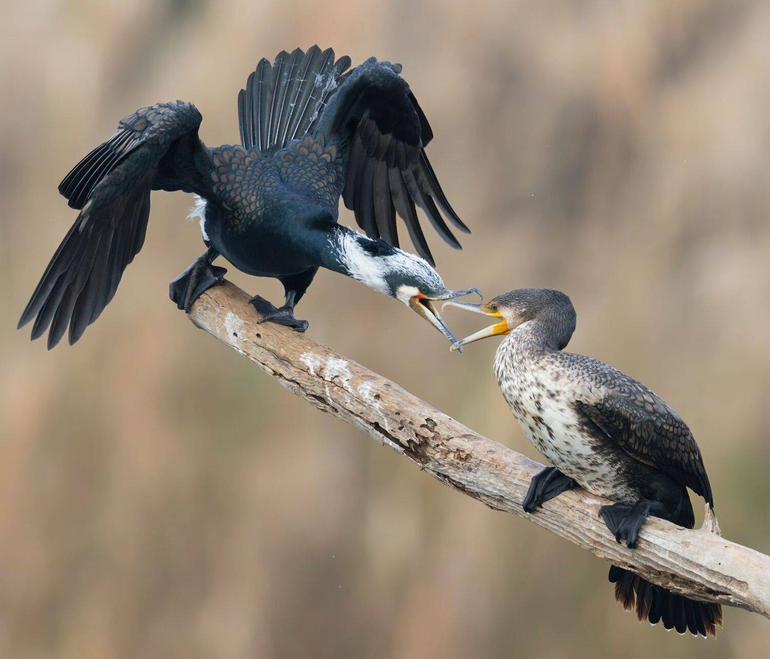 , Евгений Фруман