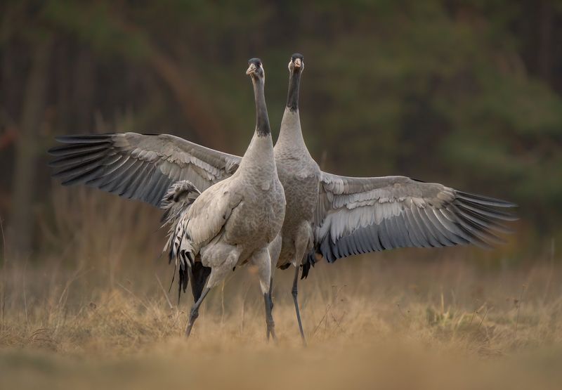 bird, birds, crane, cranes, dance, forest, dusk, action, nature, wildlife, animals Love dance фото превью