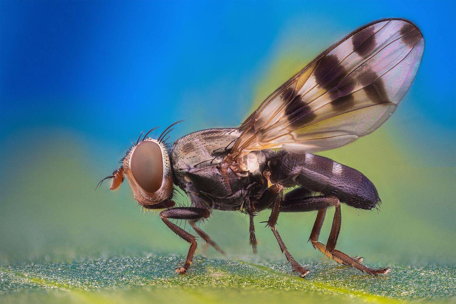 ceclii, macro, Tsvetan Ganev