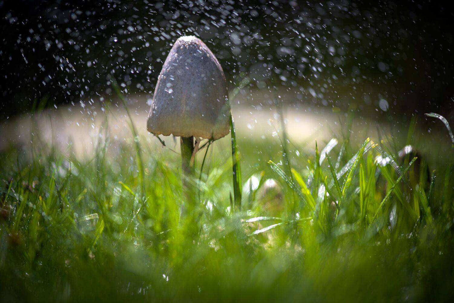 , Mariyana Atanasova - Lucero