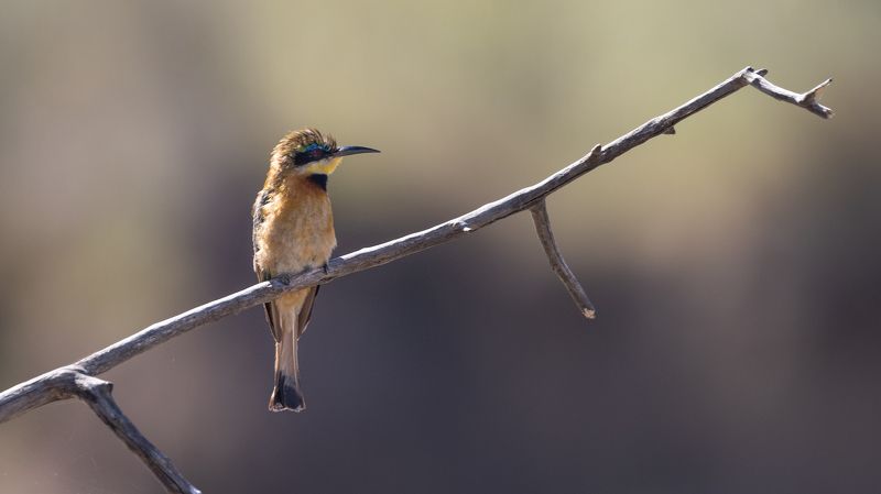 bird, birds, bird watching, bee eater, africa, african bird, african birds, kenya, safari Bee-eater фото превью