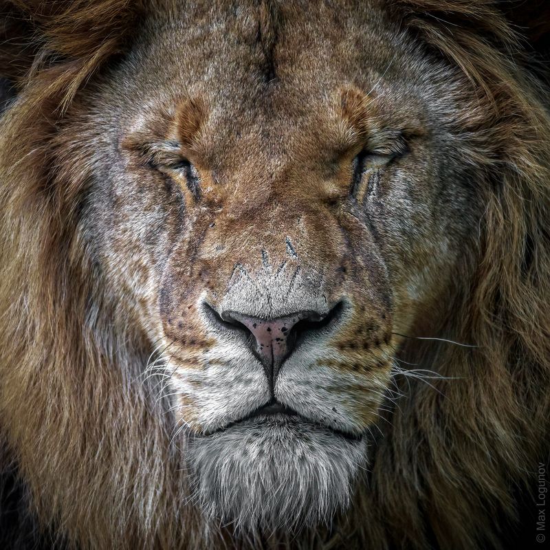 Ослепший король фото превью