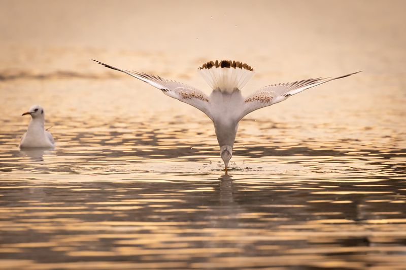 Gull фото превью
