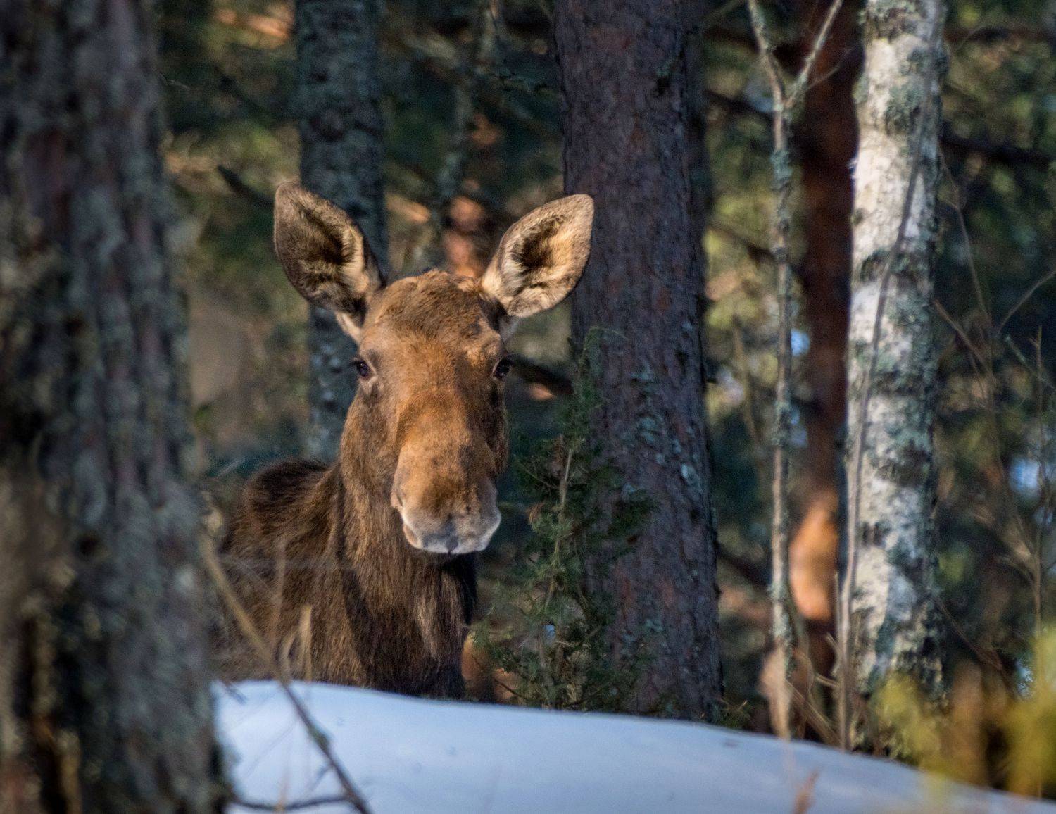 лось, нд, лосёнок, красный бор, фотоохота, беларусь, лес, дикие животные, чаща, в лесах беларуси, Демкина Надежда