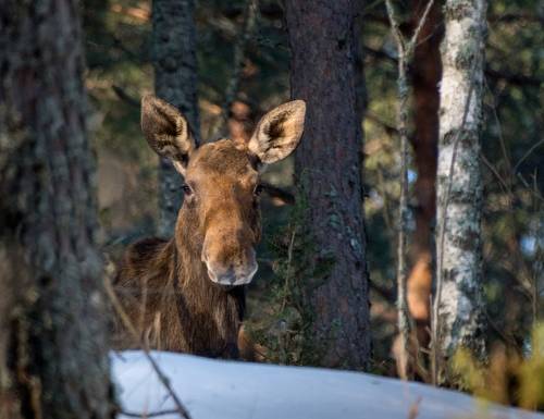 Лось-прошлогодок