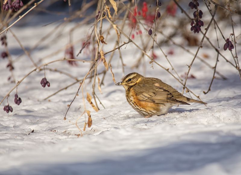 птица, дрозд-белобровик, зима, барбарис, дрозд-белобровик под барбарисом.. фото превью
