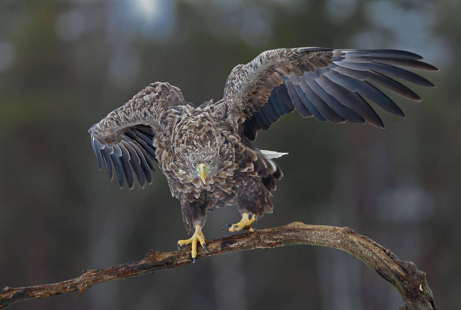 орлан., беларусь., красный, бор., Александр Гусар