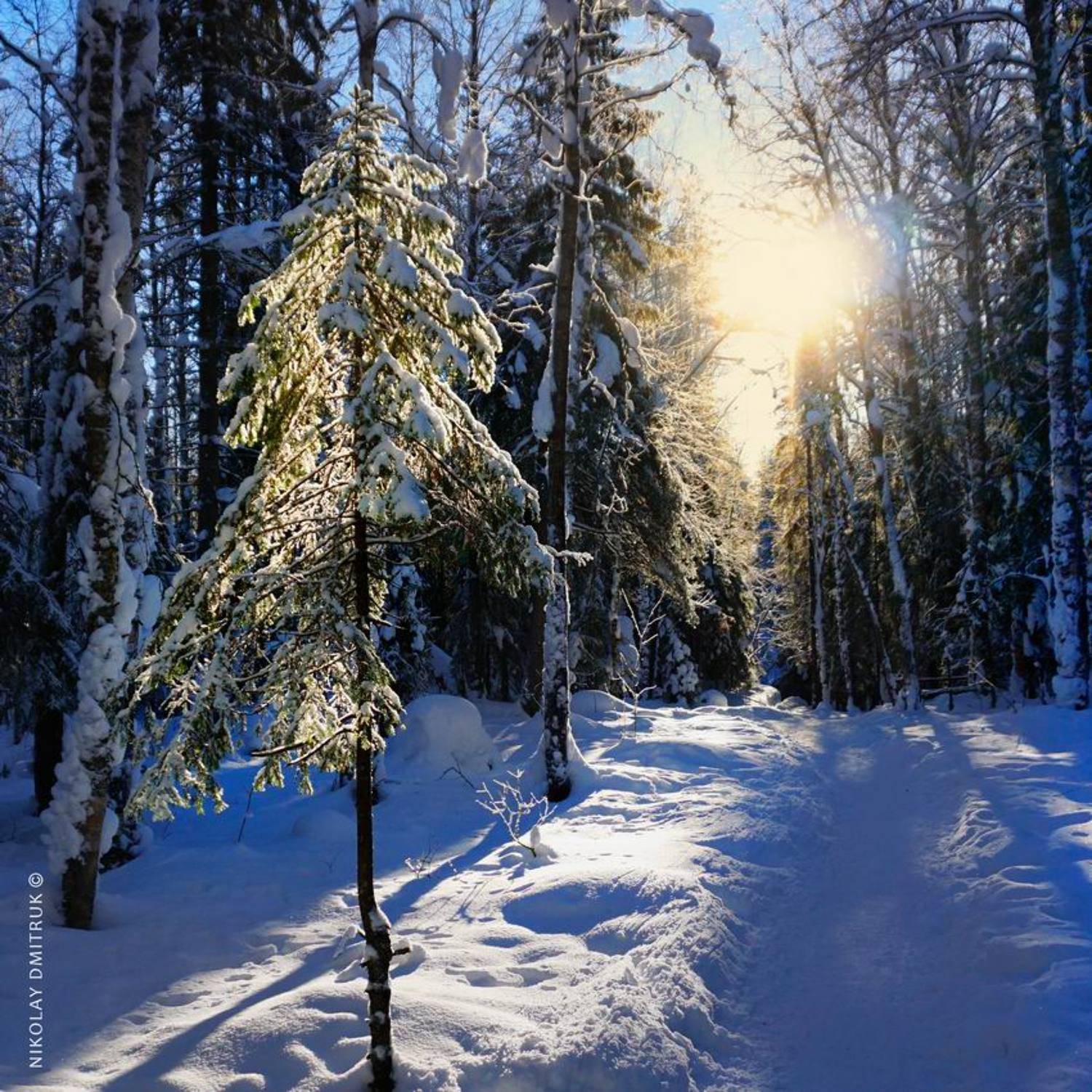 пейзаж, николай дмитрук