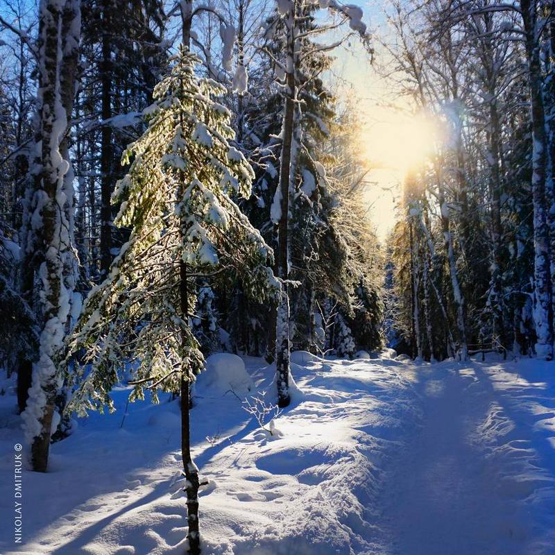 пейзаж 	 ель 2022 фото превью
