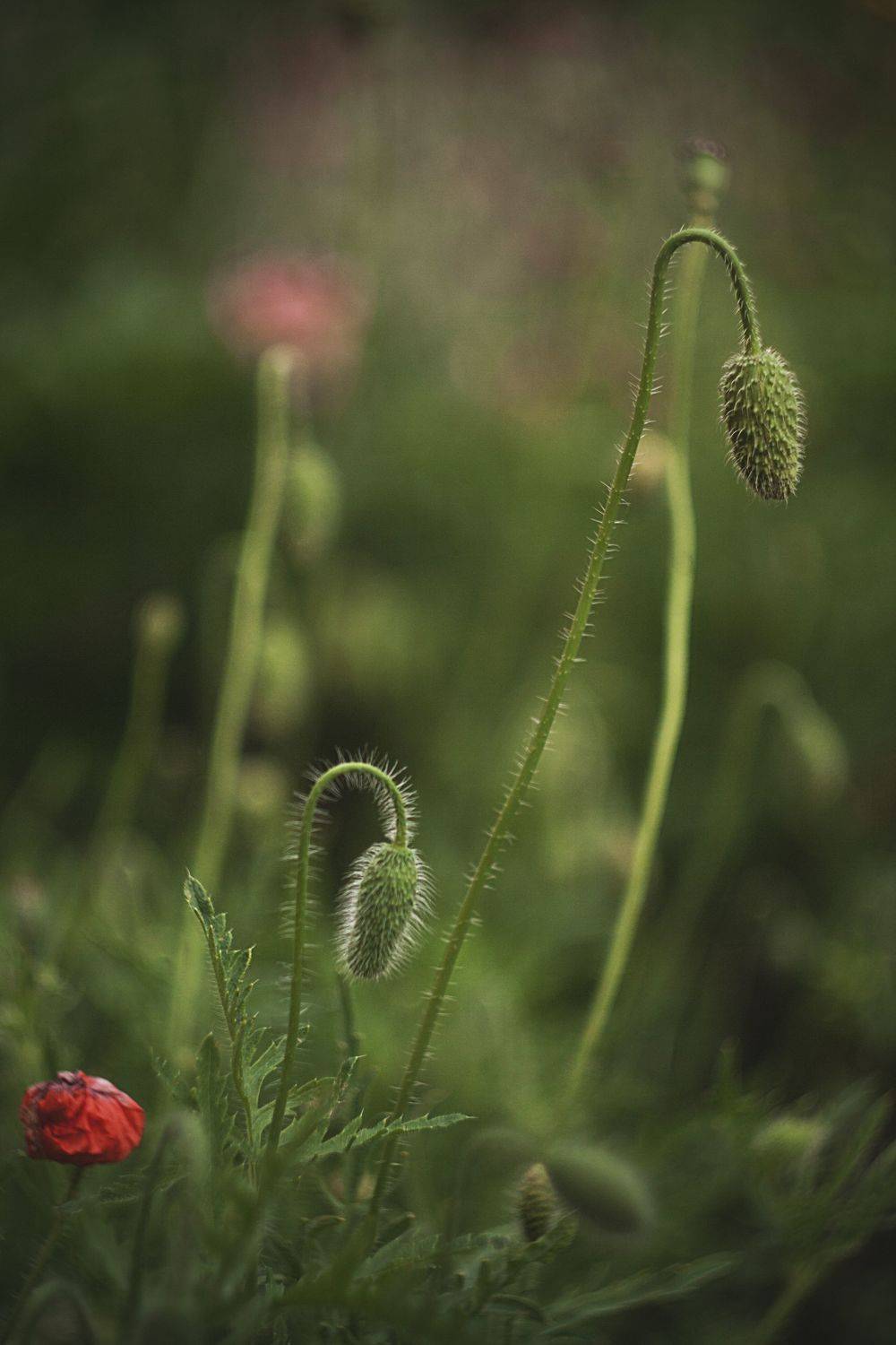 природа, ботаника, растения, мак, цветы, Алексейчик Ольга