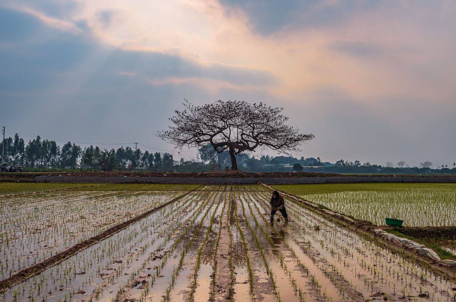 ,  Nguyễn Mạnh Đức