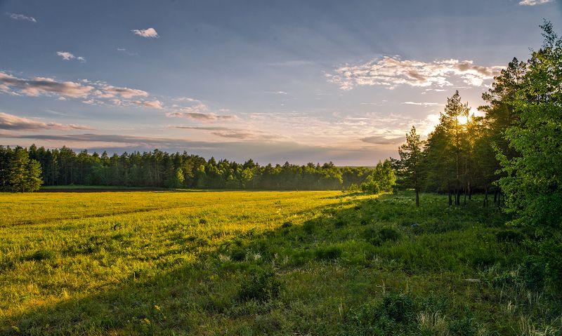 закат лес трава * * * фото превью