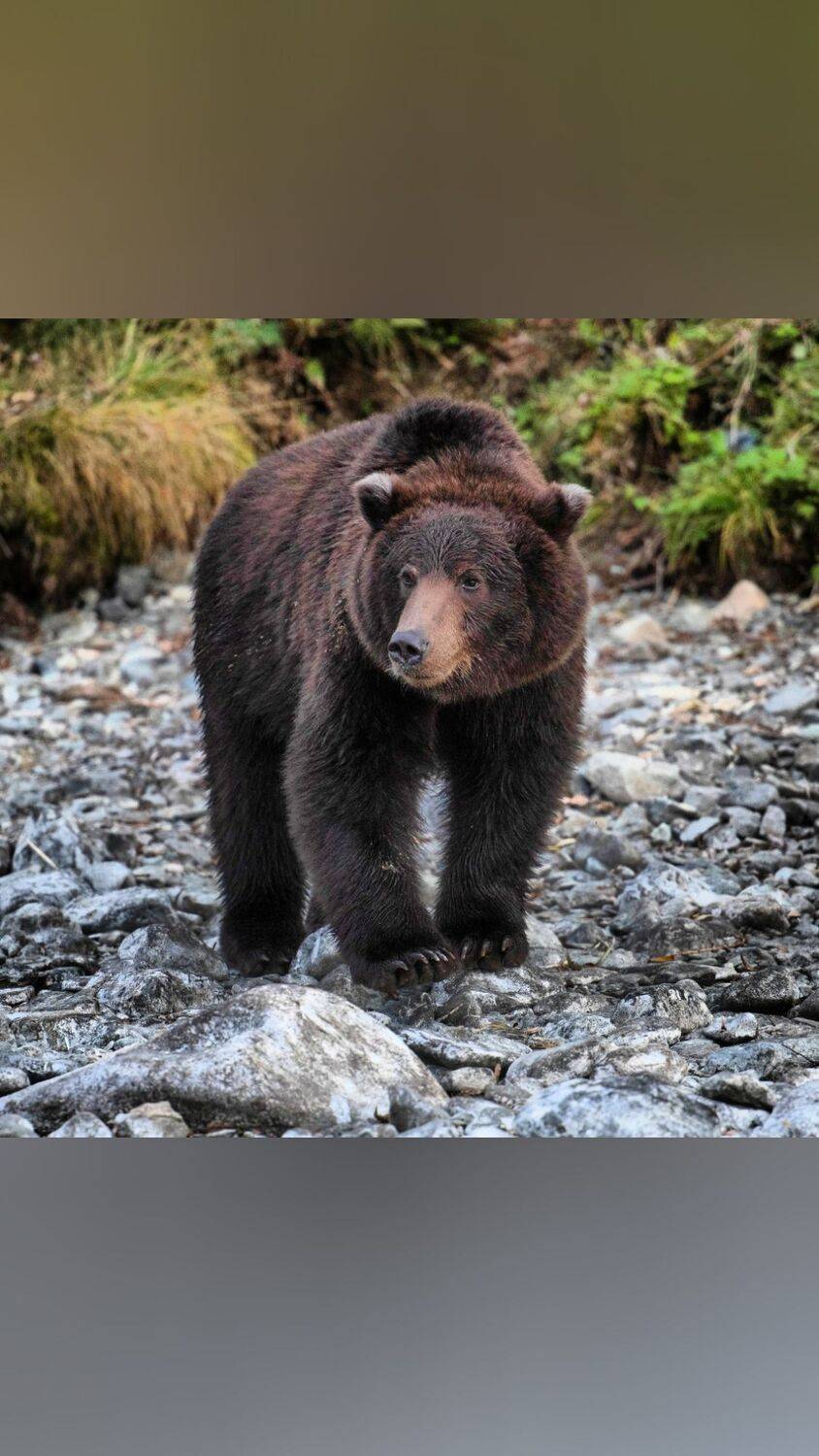 медведь, лосось, камчатка, Karasev Pavel