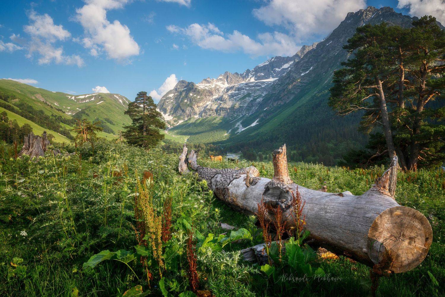 архыз , кчр ,, Plekhanov Alexander