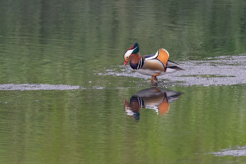 birds Mandarin Duck фото превью