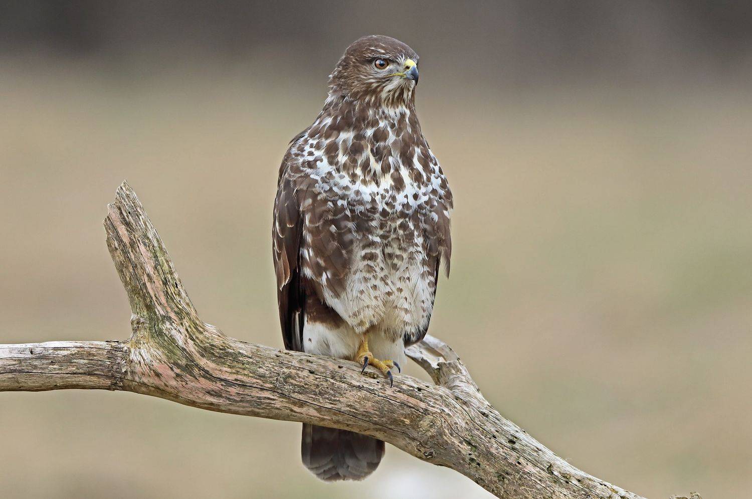 , Александр Гусар