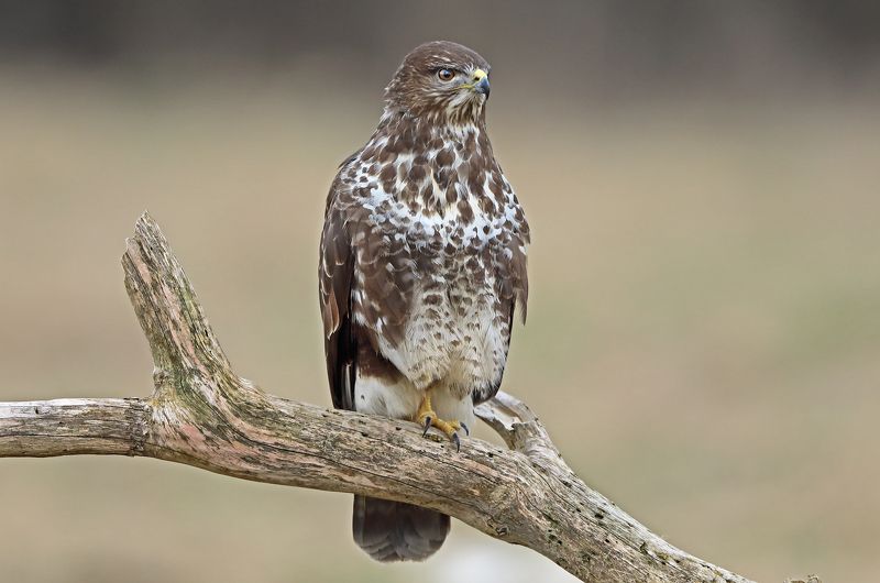 Канюк. фото превью