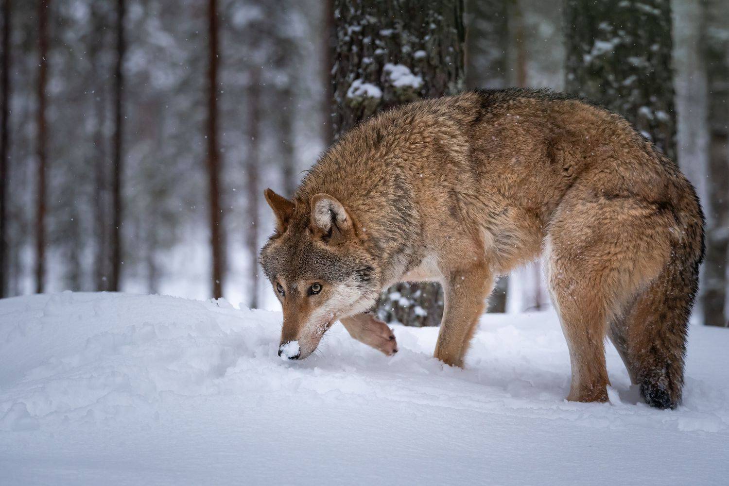 Волк, лес, зима, хищник, заповедник, Беларусь, Татьяна Степанова