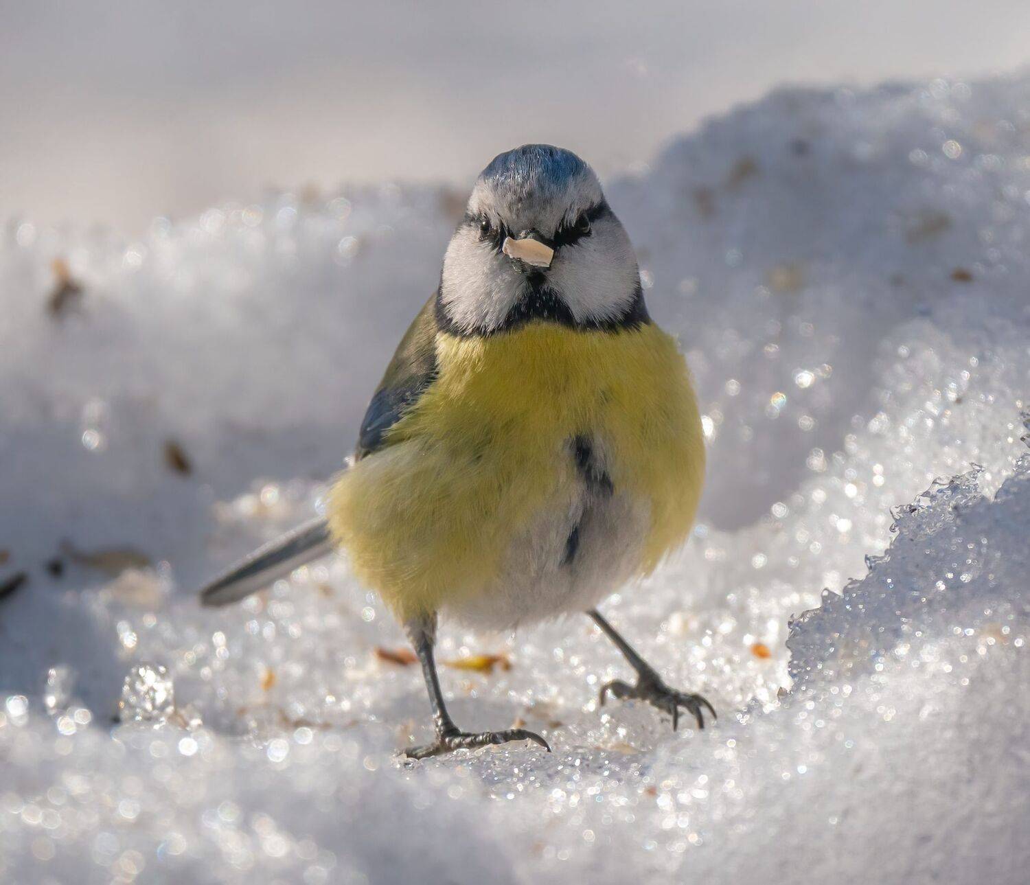 , Константин Дэм