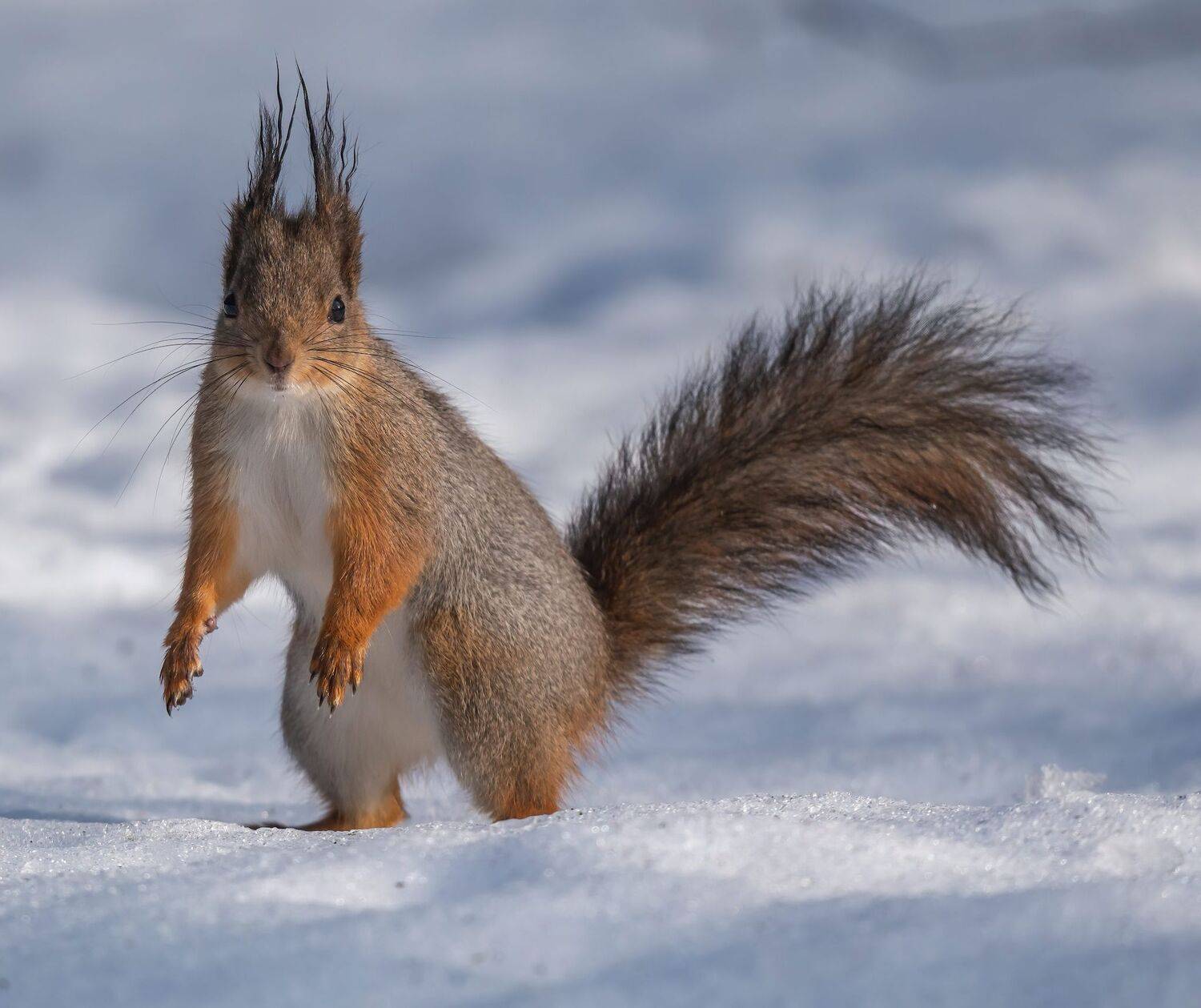 , Константин Дэм