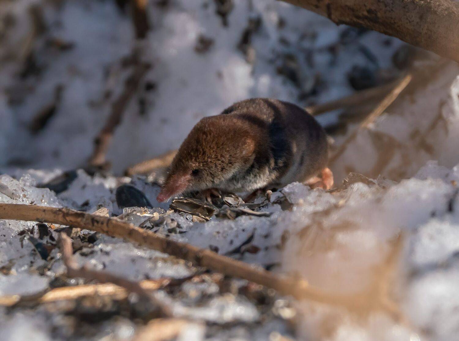 , Константин Дэм