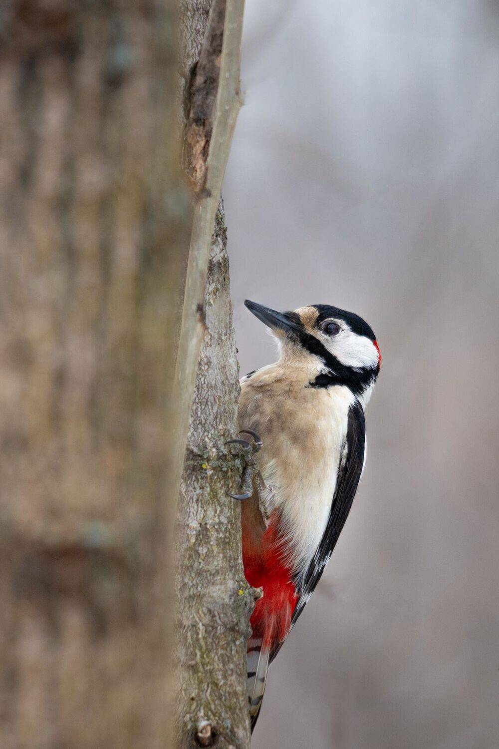 большой пёстрый дятел, Чудинин Дмитрий