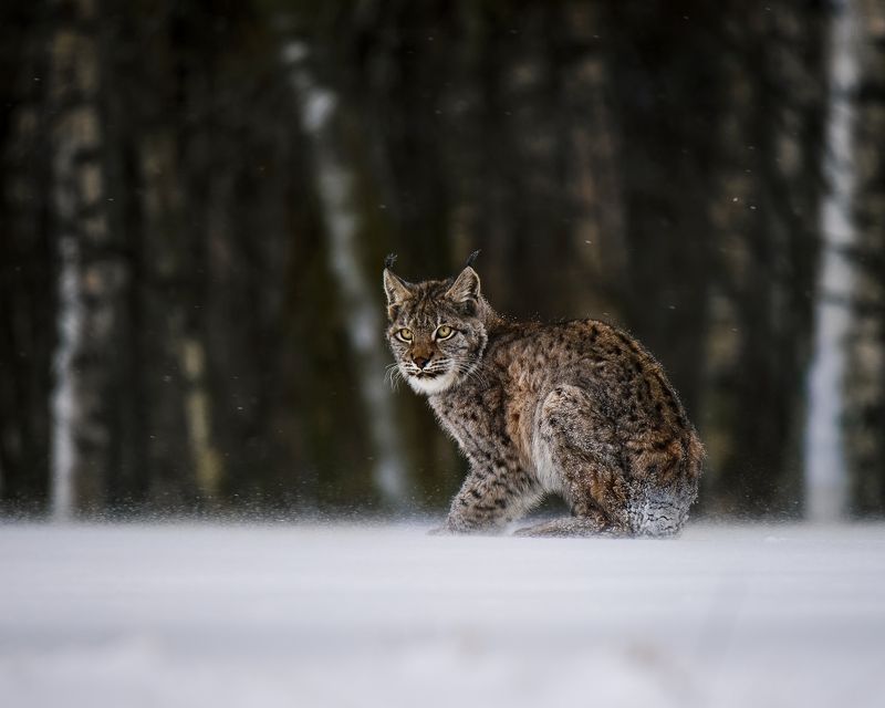 In the blizzard фото превью