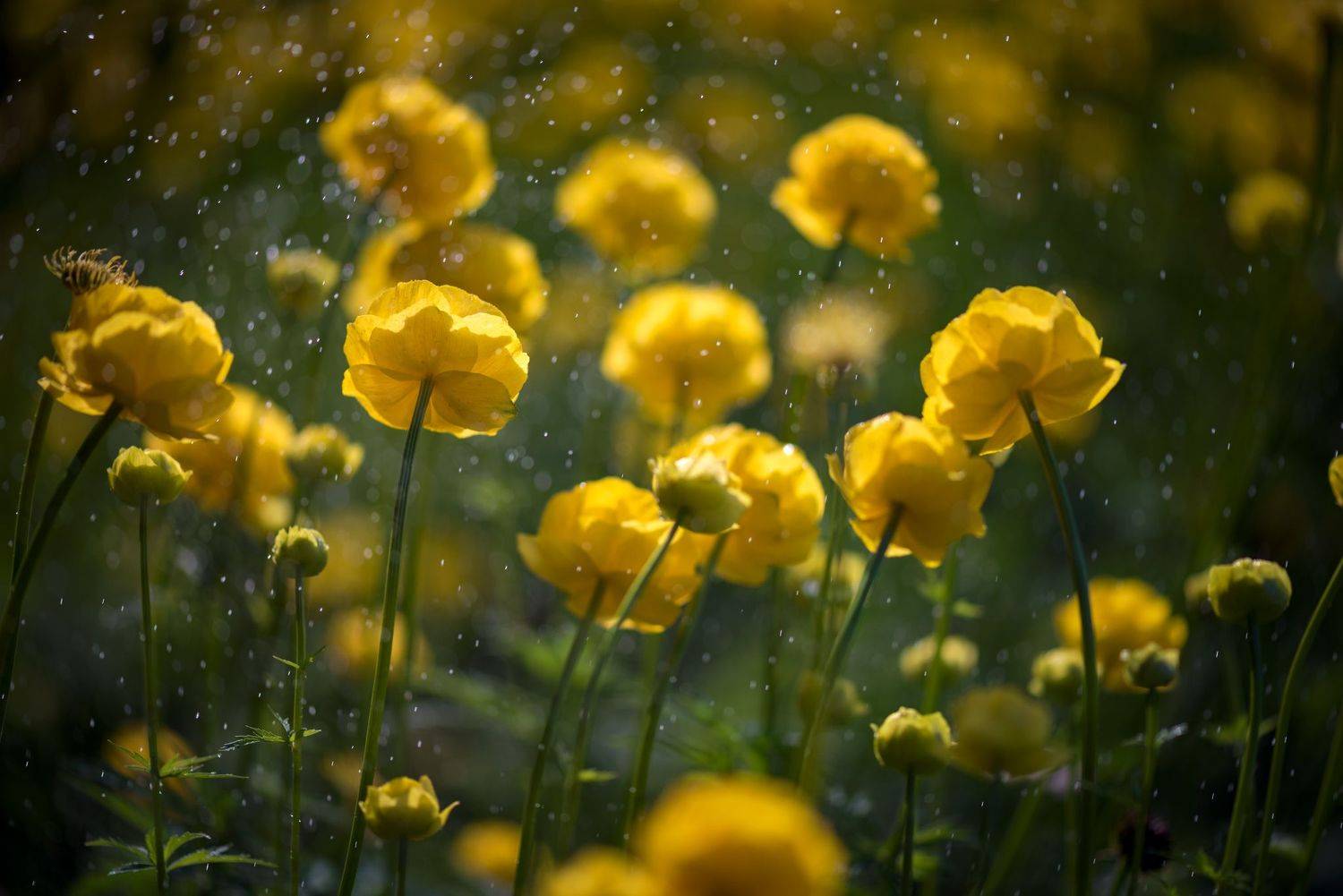 , Mariyana Atanasova - Lucero