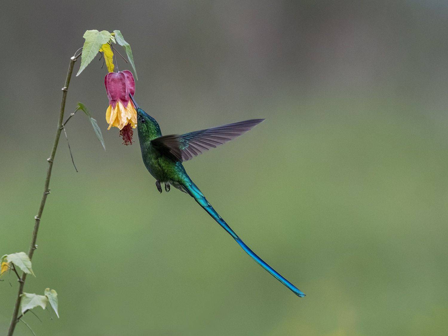 , Fernando Burgalin Sequeira
